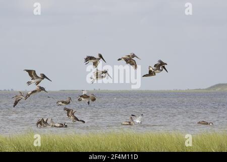 Brown Pelican - flock feeding offshore Pelecanus occidentalis Bolivar Flats Texas, USA BI023211 Stock Photo