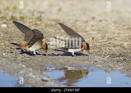 American Cliff Swallow - gathering mud for nestsPetrochelidon pyrrhonota Rockport Texas, USA BI023317 Stock Photo