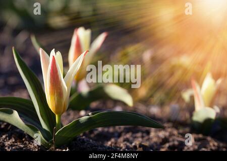 The first spring flowers are small tulips on a sunny day. Hello april wallpaper, spring garden background Stock Photo