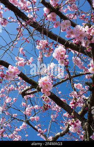 London, UK. 22nd March, 2021. A general view of a cherry blossom tree in Wimbledon, south west London. Picture date: Monday March 22, 2021. Photo credit should read: Katie Collins/EMPICS/Alamy Live News Stock Photo