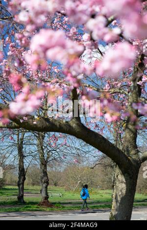 London, UK. 22nd March, 2021. A person walks on Wimbledon Common on a warm March day as a cherry tree begins to bloom in Wimbledon, south west London. Picture date: Monday March 22, 2021. Photo credit should read: Katie Collins/EMPICS/Alamy Live News Stock Photo
