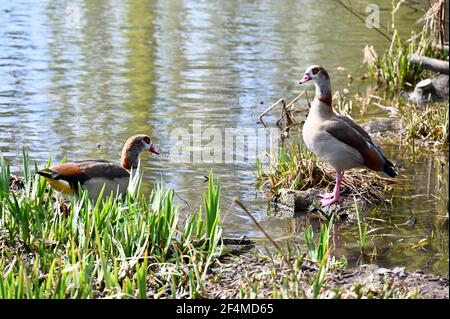 Footscray Meadows, Sidcup, Kent, UK. 22nd March, 2021. UK Weather. Sidcup, Kent. UK. A pair of Egyptian geese ((Alopochen aegyptiacus) enjoyed the warmth of the sun on the third day of Spring as temperatures rose to 14 degrees on Footscray Meadows. Credit: michael melia/Alamy Live News Stock Photo