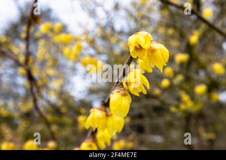 Small, delicate yellow flowers of fragrant wintersweet Chimonanthus praecox 'Luteus' in RHS Garden, Wisley, Surrey, south-east England, in winter Stock Photo
