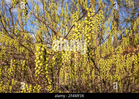 Racemes of yellow Stachyurus praecox var. leucotrichus in flower in RHS Garden, Wisley, Surrey, south-east England in late winter to early spring Stock Photo