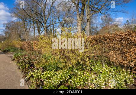 Racemes of yellow Stachyurus praecox var. leucotrichus in flower in RHS Garden, Wisley, Surrey, south-east England in late winter to early spring Stock Photo
