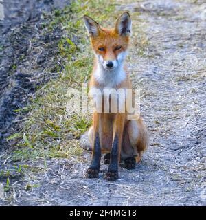 Young steppe fox Korsak sits on the ground and looks at the camera Stock Photo