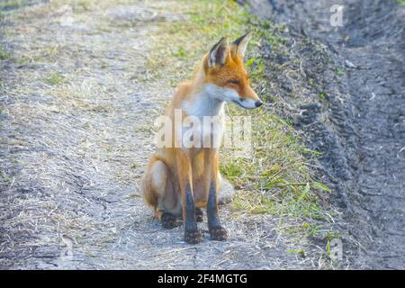 Young steppe fox Korsak sits on the ground Stock Photo