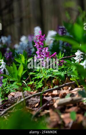Pink spring flowers Corydalis cava in the Teutoburg Forest in Germany Stock Photo