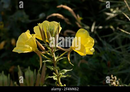 Yellow Evening primrose or Oenothera speciosa blooming on spring meadow, Nisovo, Bulgaria Stock Photo