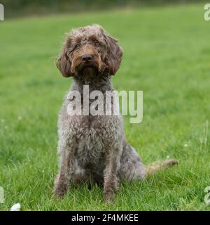 labradoodle dog sat in grass Stock Photo