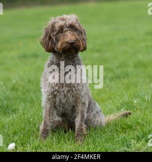 labradoodle dog sat in grass Stock Photo
