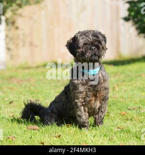 labradoodle dog sat in grass Stock Photo
