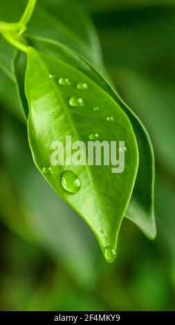 beautiful fresh green leaves with water drops macro in morning lights on defocused background, selective focus Stock Photo