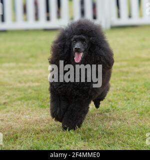 miniature poodle Stock Photo