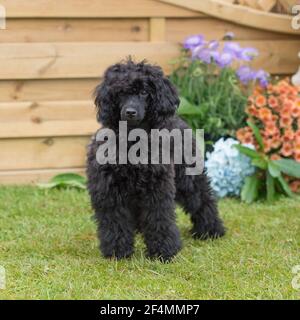 black toy poodle Stock Photo