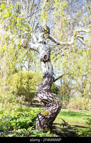 Betula pendula 'Youngii' - Young's Weeping Birch tree. Stock Photo