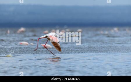 Greater Flamingo (Phoenicopterus roseus) with open wings running on water at lake nakuru, Kenya with thousands of Lesser flamingo in background Stock Photo