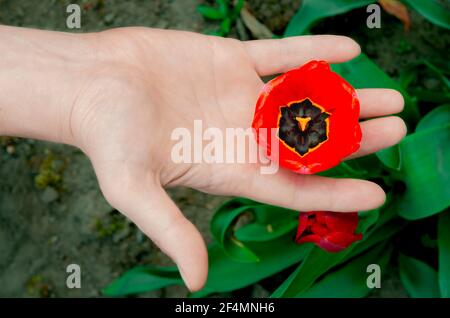 The red tulip flower in the man's hand. Flowers. Spring Stock Photo