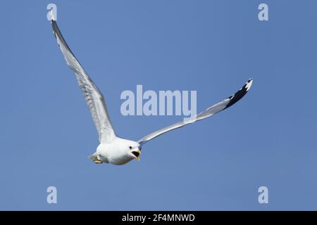 Common Gull - calling in flightLarus canus Shetland, UK BI023747 Stock Photo