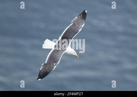 Great Black-backed Gull - in flightLarus marinus Shetland, UK BI023762 Stock Photo