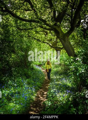 A lone female walks along a pathway through beautiful woodland in Spring. Stock Photo