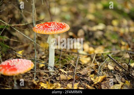 Fly Agaric Amanita muscaria poisonous red mushroom in autumn forest Stock Photo