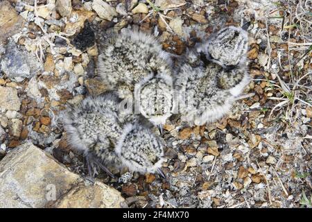 Ringed Plover - three newborn chicks Charadrius hiaticula Shetland, UK BI024341 Stock Photo