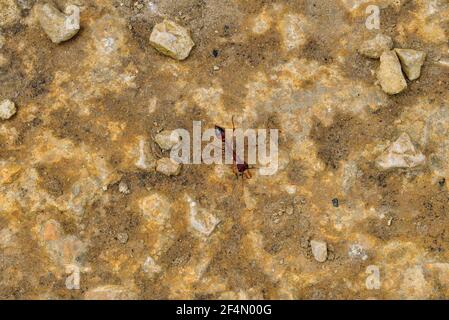 Australia, VIC, red bull ant Stock Photo