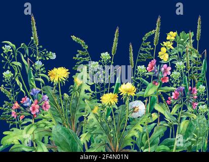 Panoramic view of wild meadow flowers and grass. Horizontal border with field flowers and herbs. Watercolor illustration isolated on blue background. Stock Photo