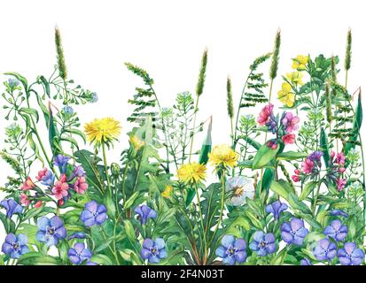 Panoramic view of wild meadow flowers and grass. Horizontal border with field flowers and herbs. Watercolor illustration isolated on white background. Stock Photo