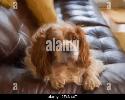 Digital painting of a single Blenheim Cavalier King Charles Spaniel in a indoor home setting. Stock Photo