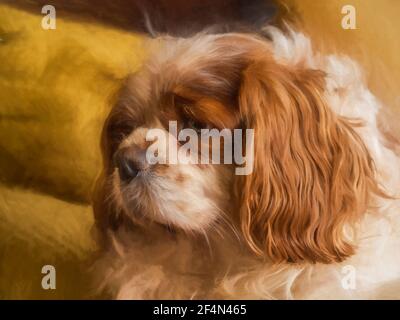 Digital painting of a single Blenheim Cavalier King Charles Spaniel in a indoor home setting. Stock Photo