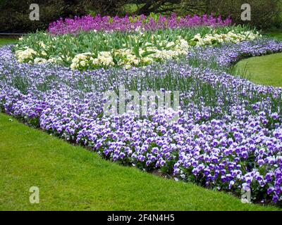 bed of colourful purple and cream flowers in a neat lawn in a park Stock Photo