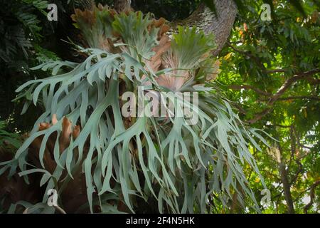 Staghorn Ferns or Elkhorn Ferns, Platycerium bifurcatum Stock Photo