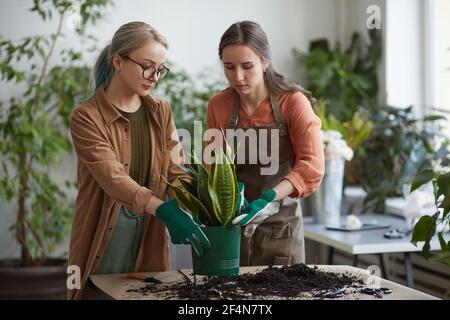 Front view portrait of two young female florists potting plants while working in flower shop or gardening together, copy space Stock Photo