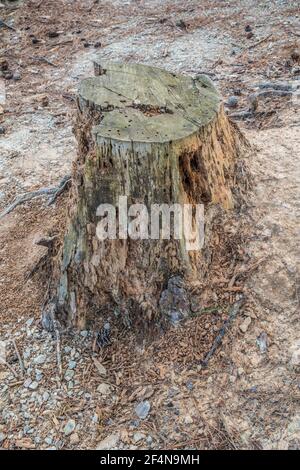 Looking downward at a crumpling cut tree stump eaten away by termites and other insects surrounded by a gritty ground on a sunny day outdoors Stock Photo