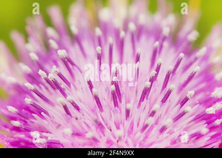 The beautiful prickly purple thistle growing in the meadow Stock Photo