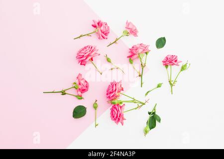 Pink and white background with pink roses flowers. Flat lay. Top view Stock Photo