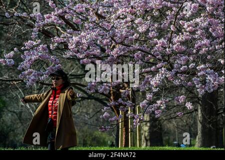 London, UK. 22nd Mar, 2021. People enjoy spring weather blossom and daffodils in St James Park as London begins to come out of lockdown 3. Credit: Guy Bell/Alamy Live News Stock Photo