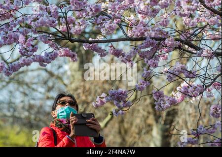 London, UK. 22nd Mar, 2021. People enjoy spring weather blossom and daffodils in St James Park as London begins to come out of lockdown 3. Credit: Guy Bell/Alamy Live News Stock Photo