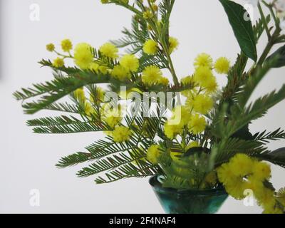 Sprays of the yellow pom-poms and feathery fronds of mimosa (acacia) in a small glass vase; flower arranging for springtime cheer, March 2021 Stock Photo