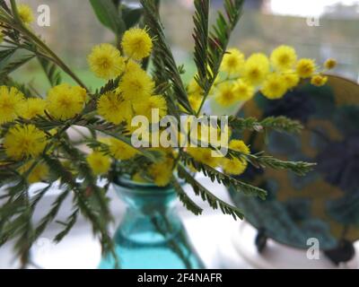Sprays of the yellow pom-poms and feathery fronds of mimosa (acacia) in a small glass vase; flower arranging for springtime cheer, March 2021 Stock Photo