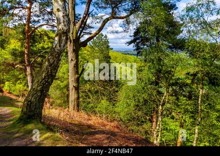 Woodland trees in early summer at Alderley Edge a thickly wooded sandstone escarpment near Macclesfield in Cheshire north west England UK. Stock Photo