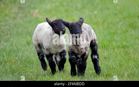New born lambs frolicking in a field Stock Photo