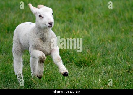 New born lambs frolicking in a field Stock Photo