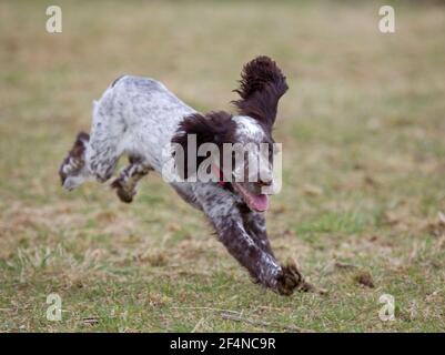 Cocker spaniel puppy running towards camera Stock Photo