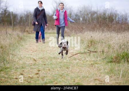 Family walking cocker spaniel puppy off lead Stock Photo