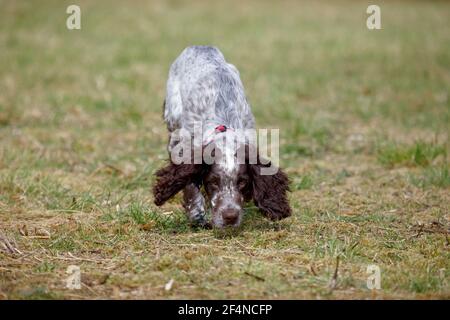 Cocker spaniel puppy sniffing the ground Stock Photo