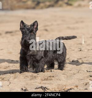 Scottish Terrier dog Stock Photo