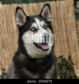 siberian husky dog Stock Photo